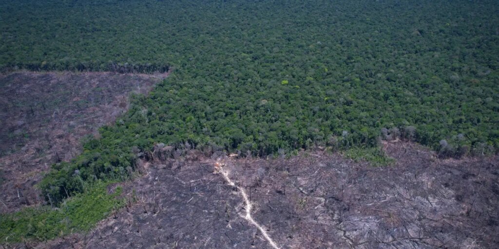 desmatamento-na-amazonia-cai-17%-no-primeiro-trimestre-de-2026